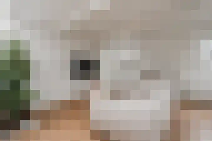 Plantage Badlaan 8 E Amsterdam thumbnail 8