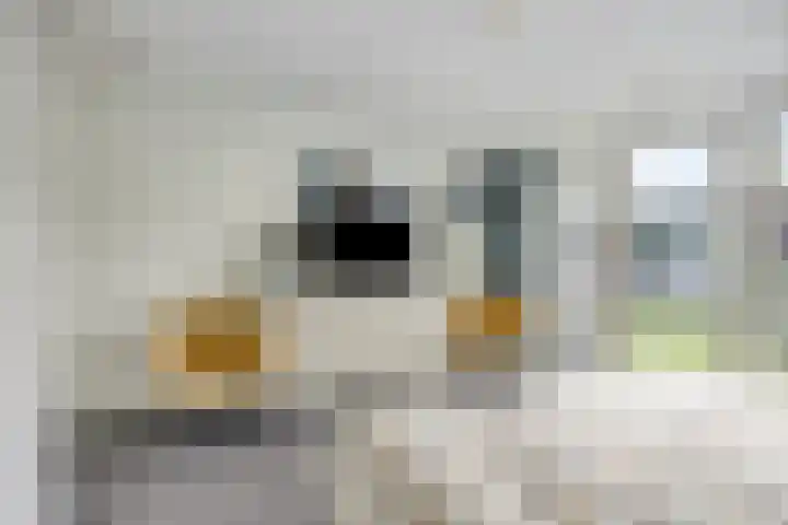 Plantagehof 9 Tilburg thumbnail 37
