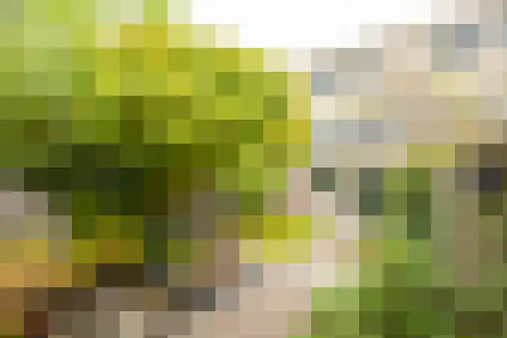 Plantlust 79 Waalwijk thumbnail 33