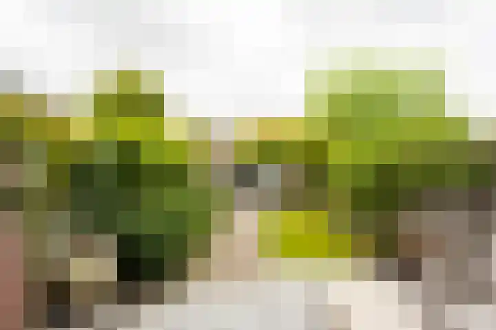 Plantlust 79 Waalwijk thumbnail 5