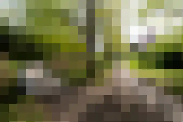 Plantsoen 112 Prinsenbeek thumbnail 38