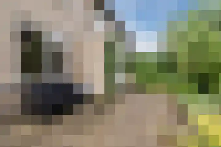 Plantsoen 34 Vroomshoop thumbnail 33