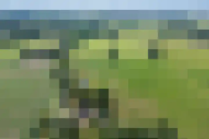 Plasdijk 20 Markelo thumbnail 4