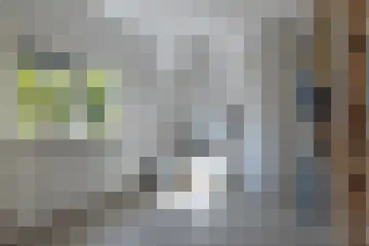 Plaswijcklaan 44 Rotterdam thumbnail 28