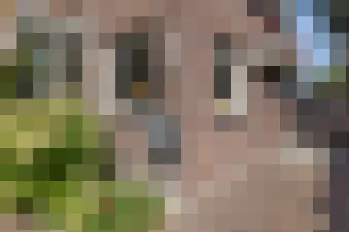 Plaswijcklaan 44 Rotterdam thumbnail 5