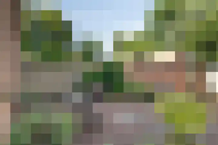 Plataan 20 Heino thumbnail 25