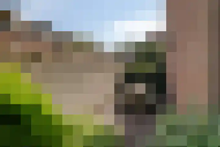 Plataan 20 Heino thumbnail 26