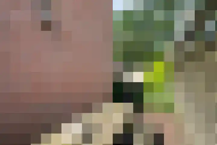 Plataan 20 Heino thumbnail 27