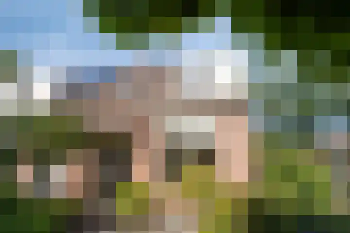 Plataan 20 Heino thumbnail 30