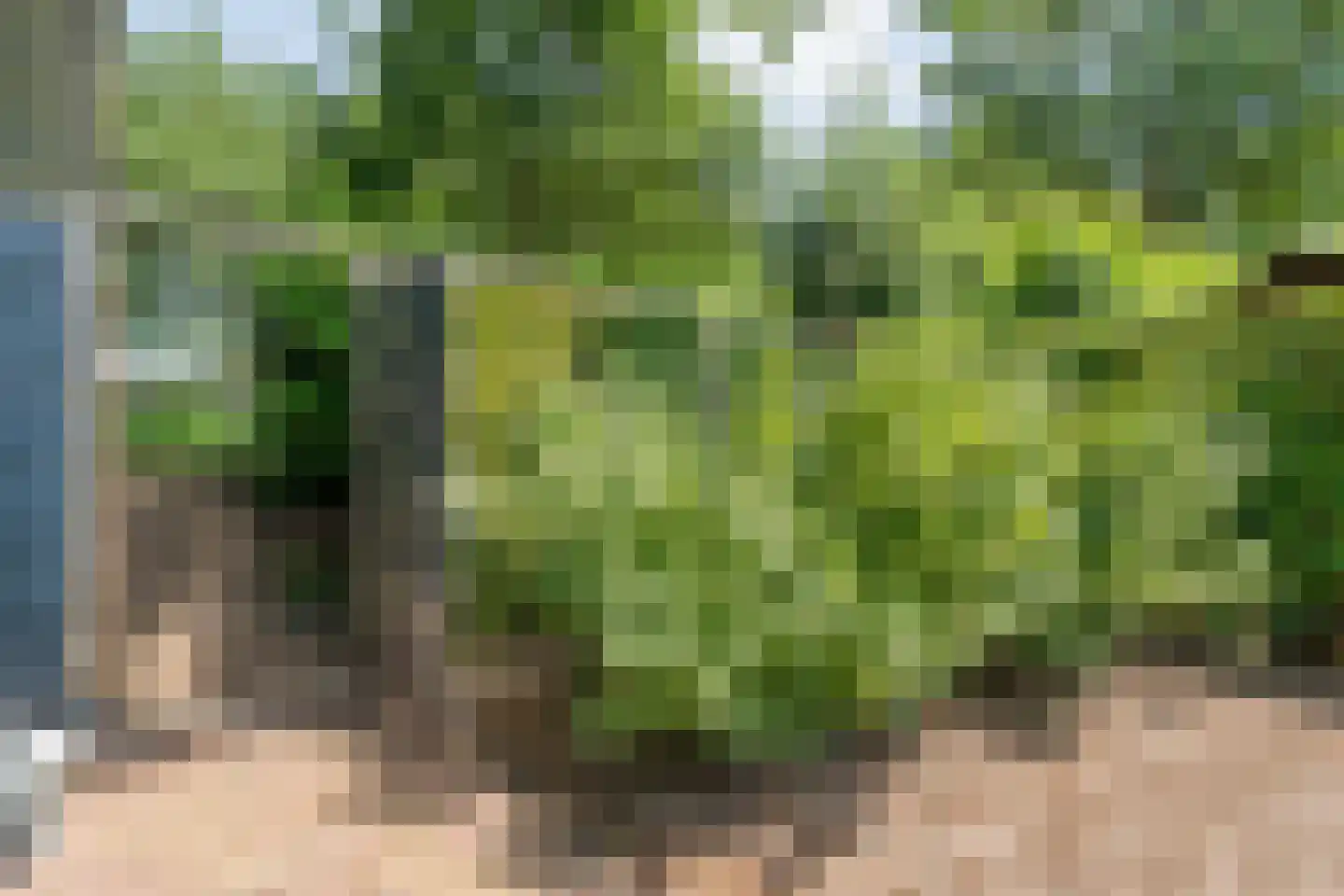 Plataan 3 Coevorden thumbnail 58