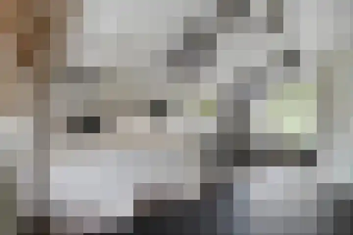Plataan 67 Best thumbnail 11