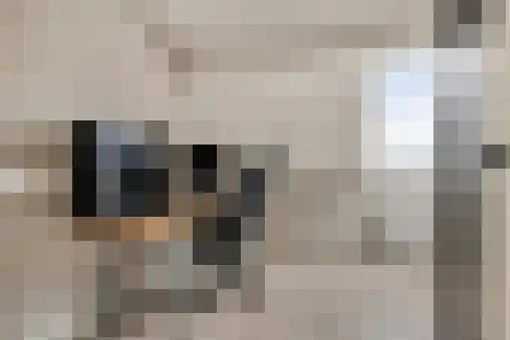 Plataan 67 Best thumbnail 22