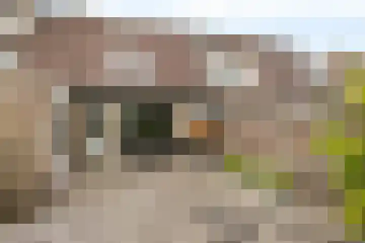 Plataan 67 Best thumbnail 27
