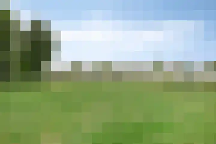 Plataan 67 Best thumbnail 30