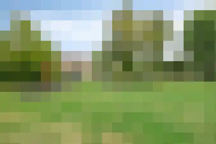 Plataan 67 Best thumbnail 31