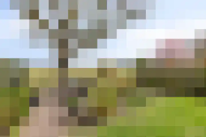 Plataan 74 Mierlo thumbnail 49