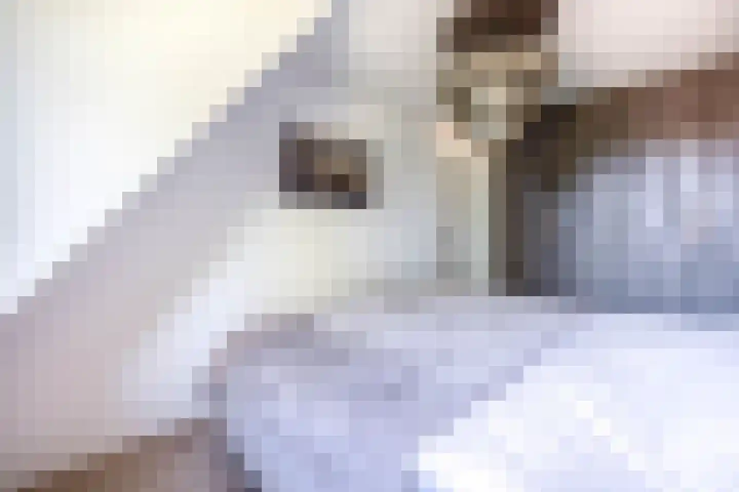 Plataan 9 Melissant thumbnail 20