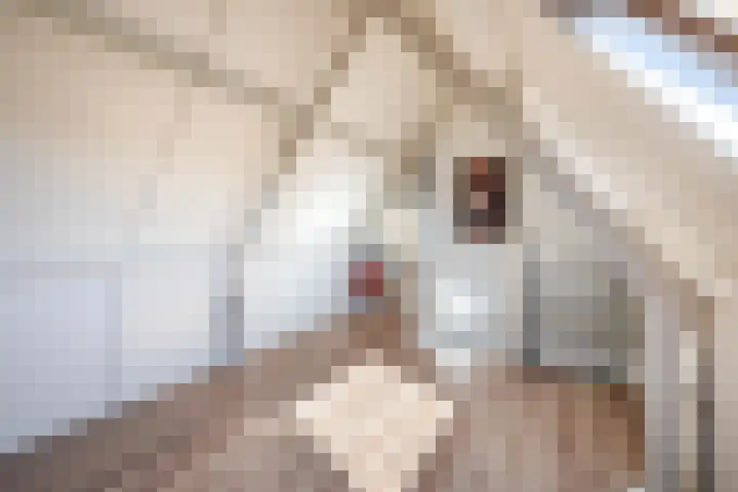 Plataan 9 Melissant thumbnail 26