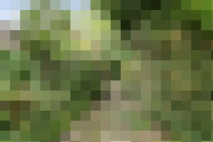 Plataanlaan 46 Winterswijk thumbnail 30