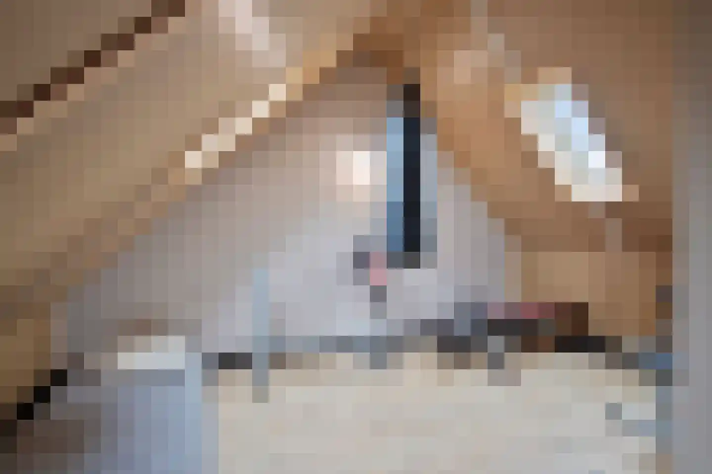 Plataanpad 17 Hoef en Haag thumbnail 22