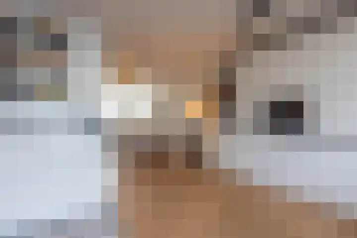 Platanendreef 58 Brunssum foto 3