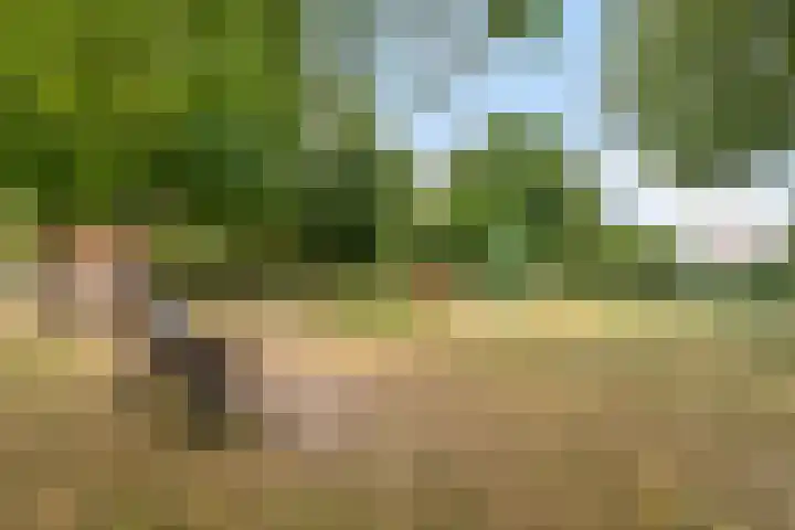 Platanenlaan 8 Sint Odiliënberg thumbnail 43