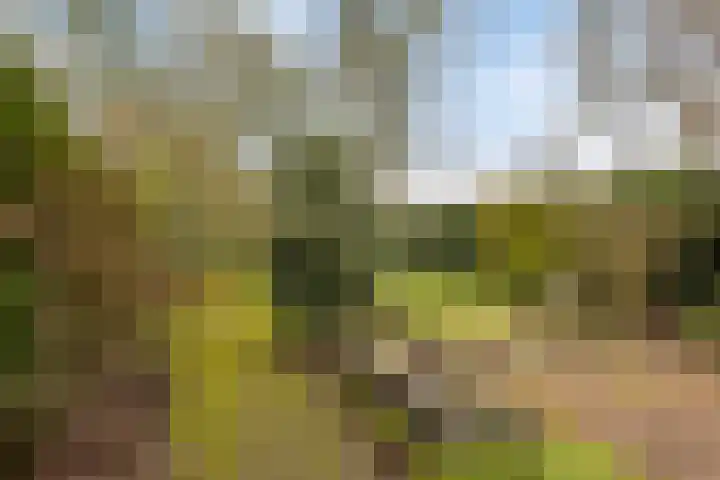 Platboslaan 38 Burgh-Haamstede thumbnail 18