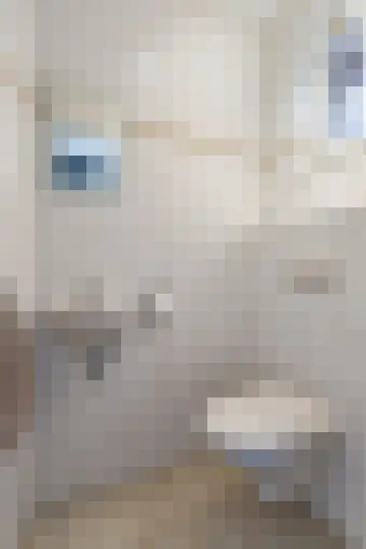 Plateel 8 Milsbeek thumbnail 8