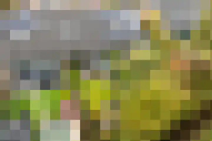 Platohôf 33 Stiens thumbnail 43