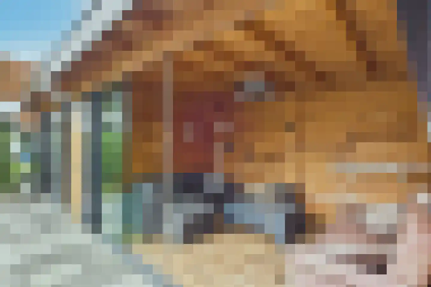 Platschelp 7 Terneuzen thumbnail 39
