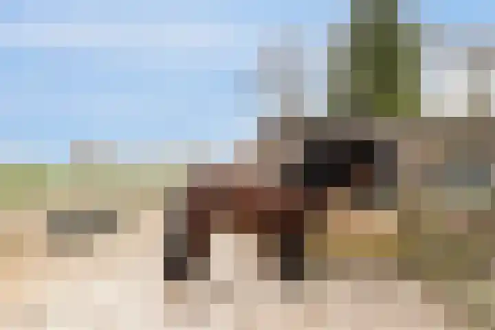 Platteweg 11 Breskens thumbnail 39
