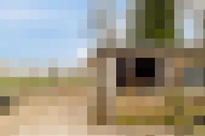 Platteweg 11 Breskens thumbnail 40