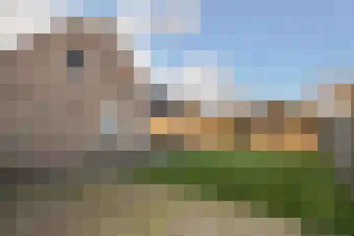 Plaveistoker 5 Deurne foto 3