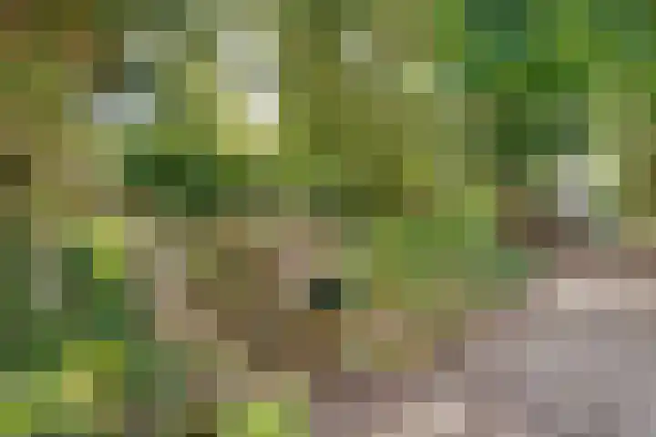 Pleineslaan 45 Den Dolder thumbnail 23