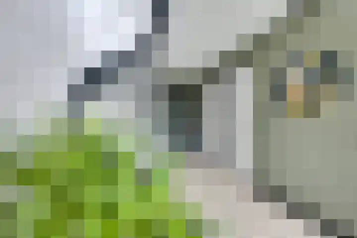 Pleinstraat 3 Hei- en Boeicop thumbnail 11