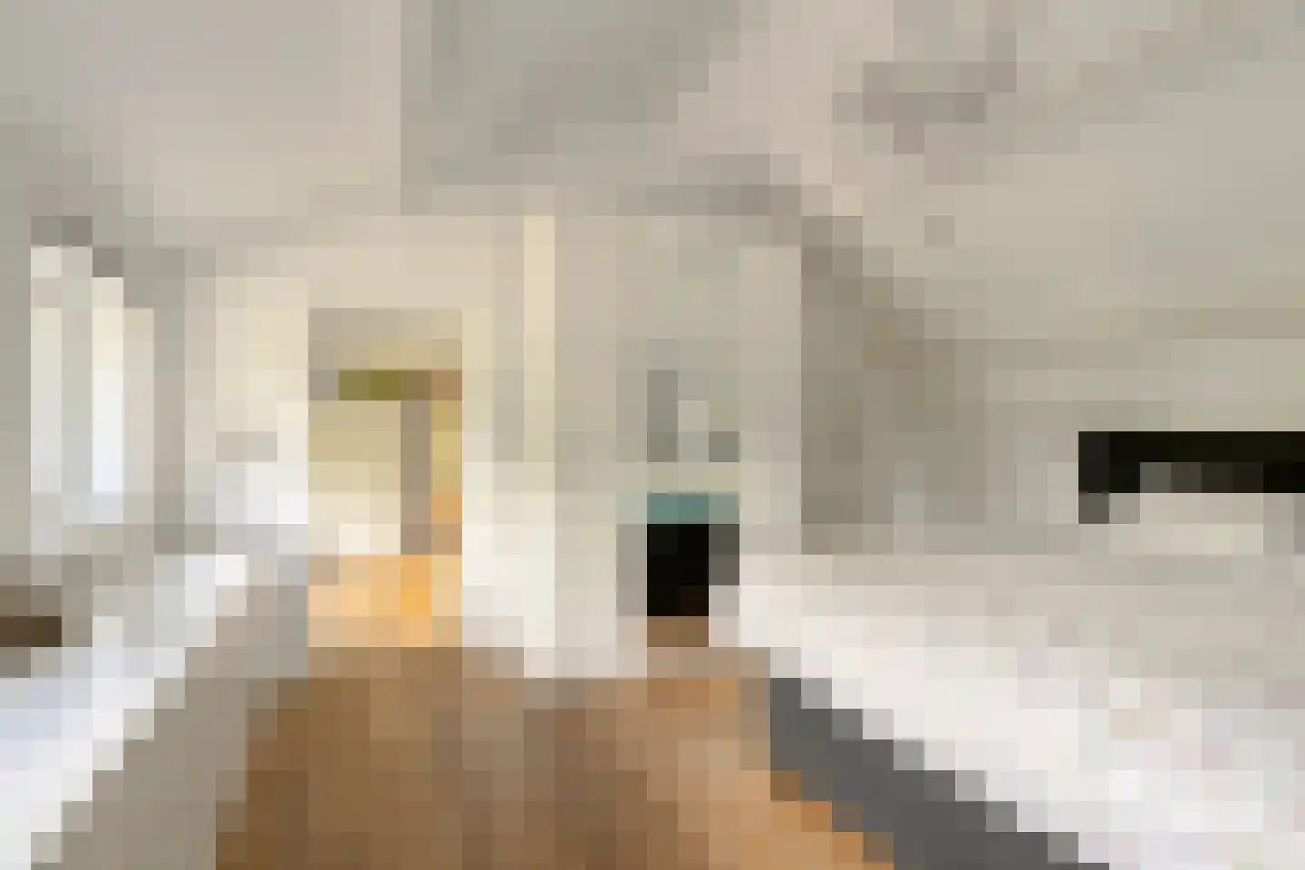 Pletzersstraat 15 Maastricht thumbnail 20