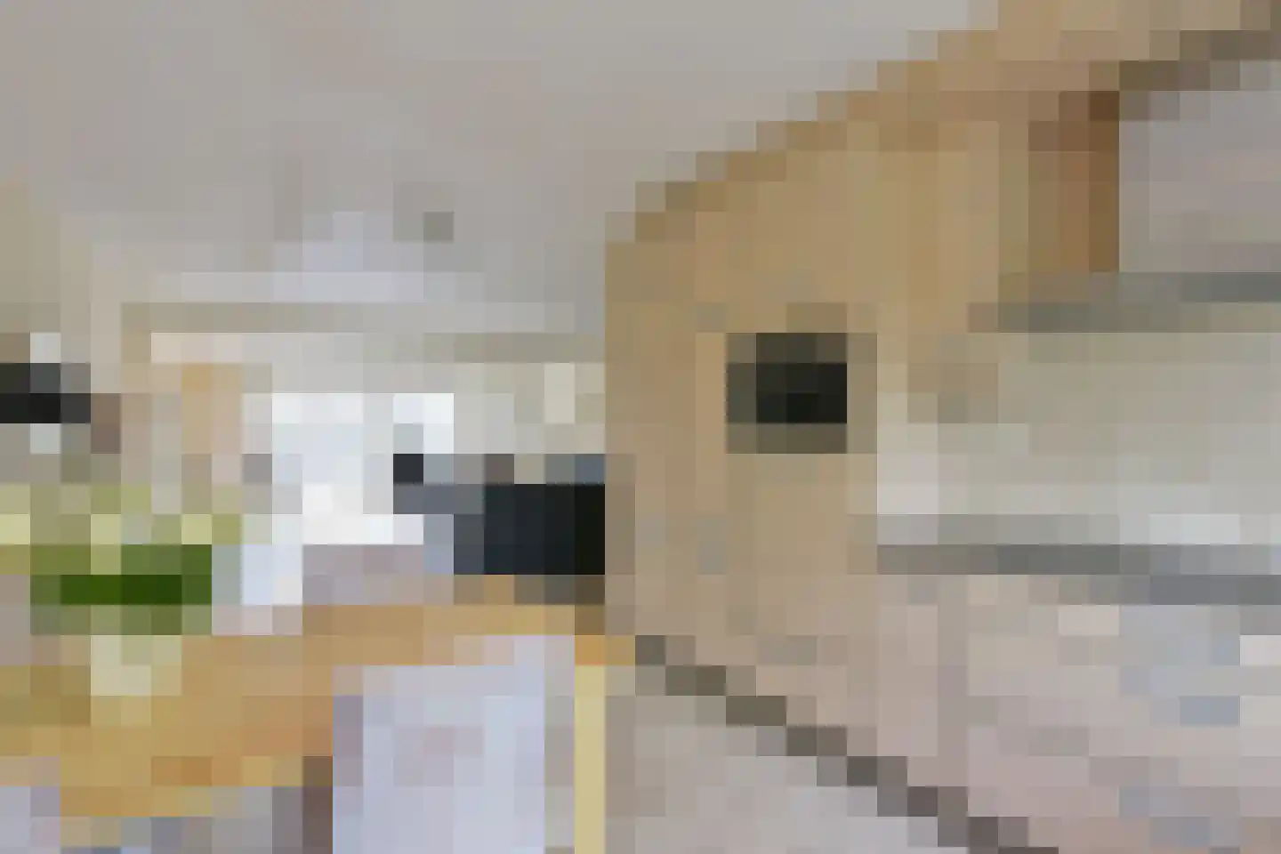 Plevier 59 Hoorn thumbnail 8