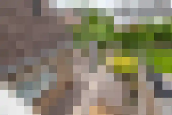 Ploegdreef 37 Doetinchem thumbnail 36