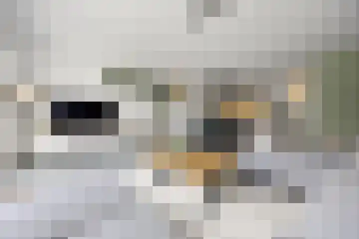 Ploegschaar 29 Voorthuizen thumbnail 10