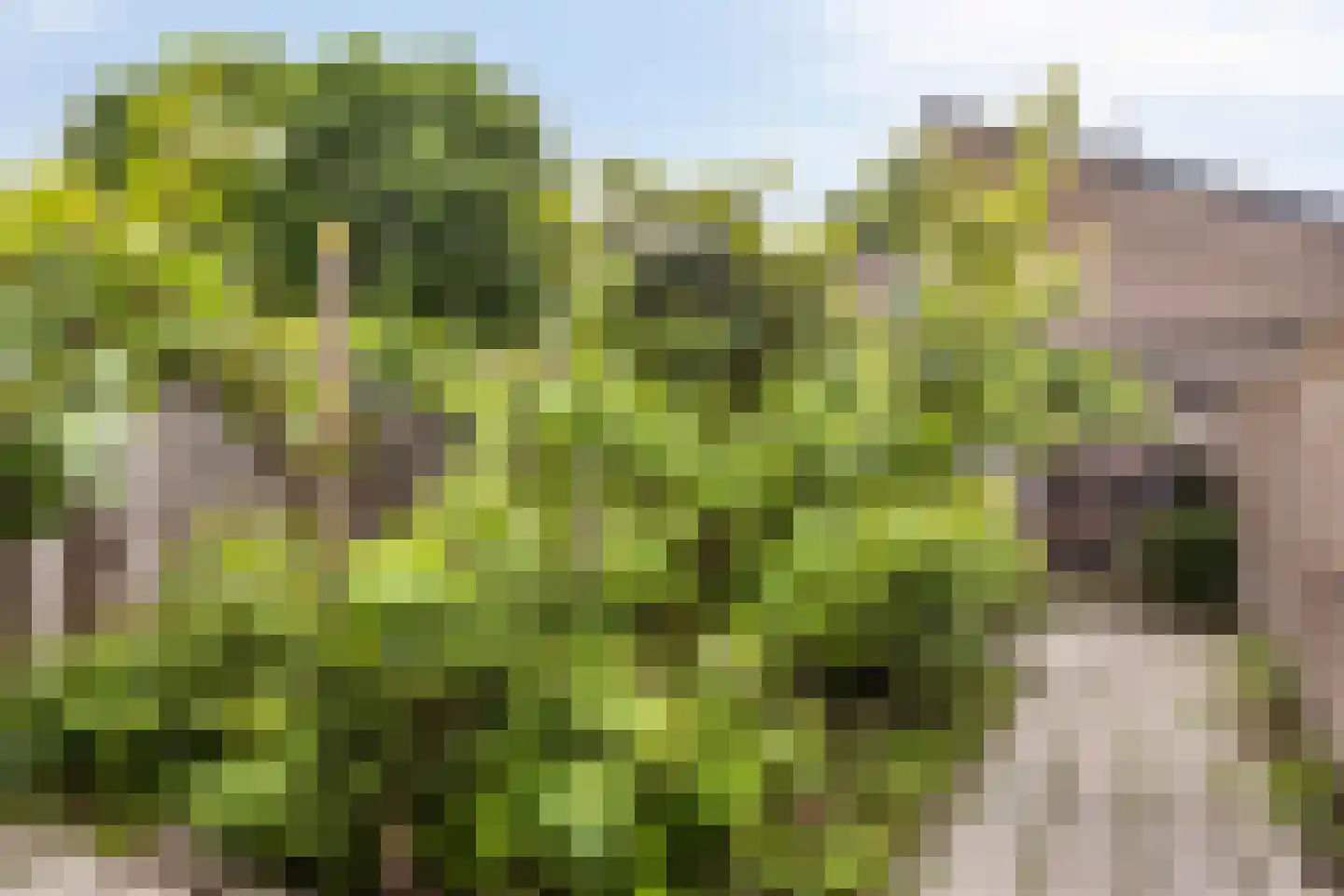 Ploossche Hof 35 's-Hertogenbosch thumbnail 7