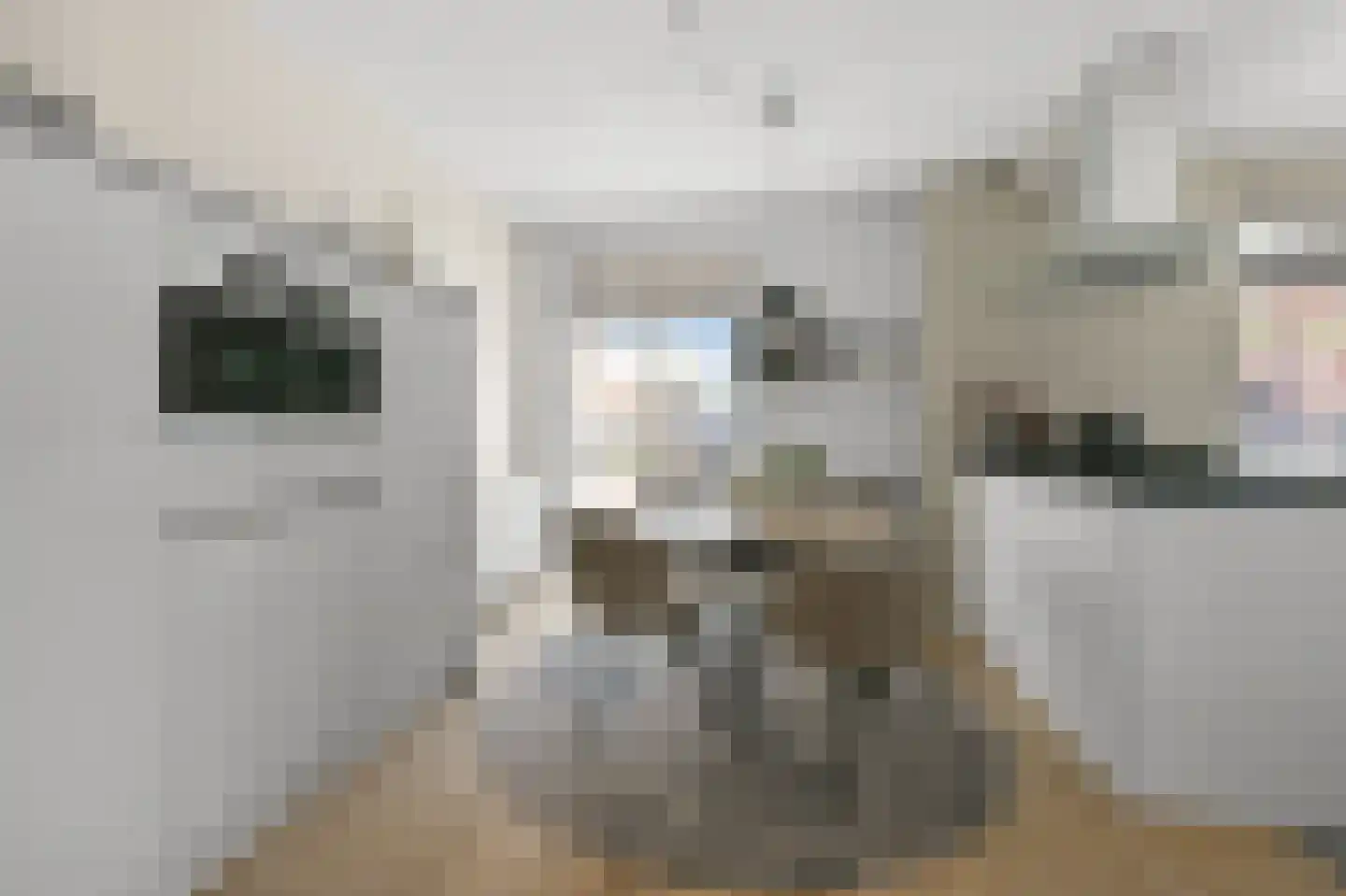 Pluimgraaf 10 Assendelft thumbnail 12
