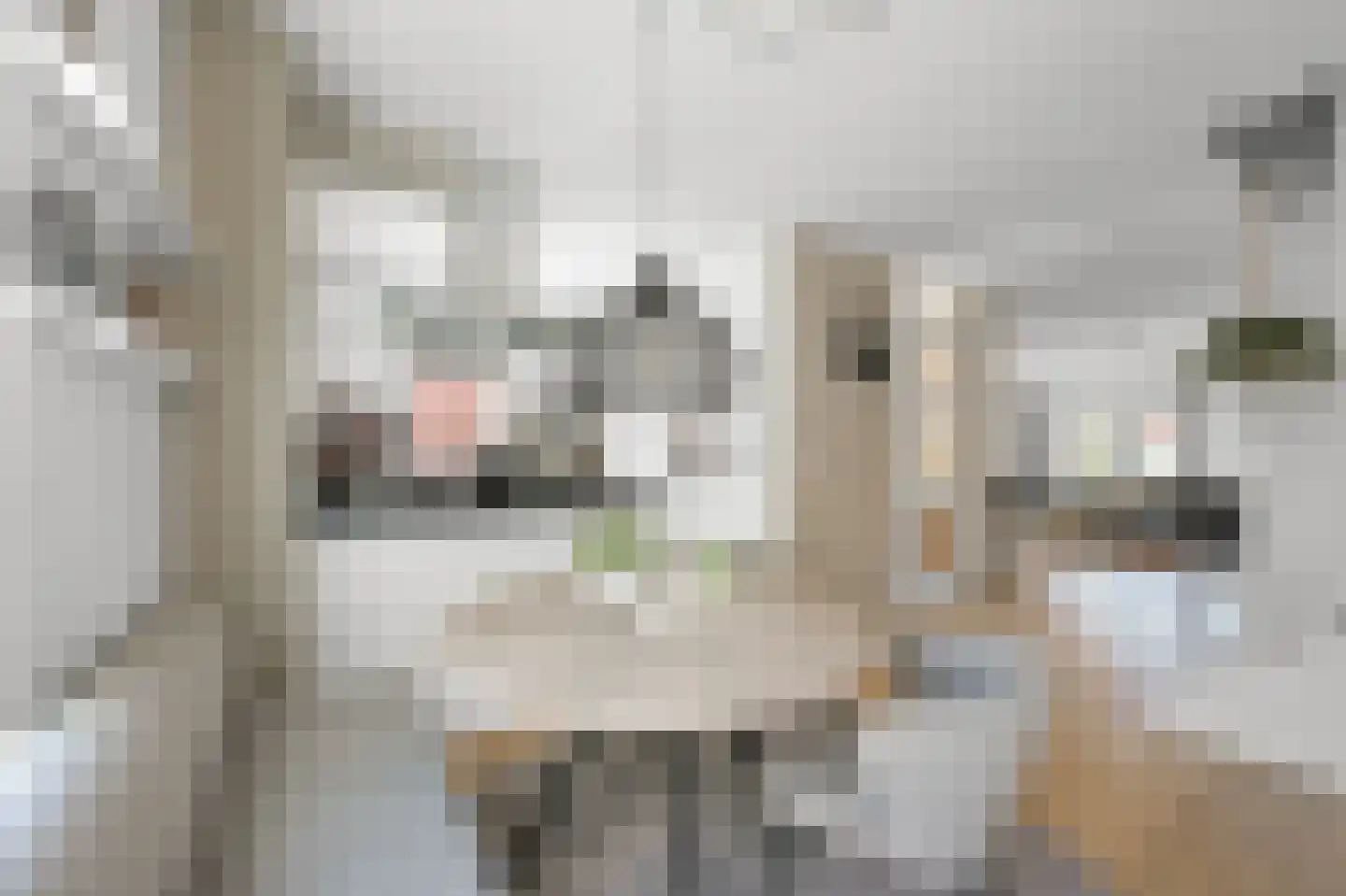 Pluimgraaf 10 Assendelft thumbnail 13