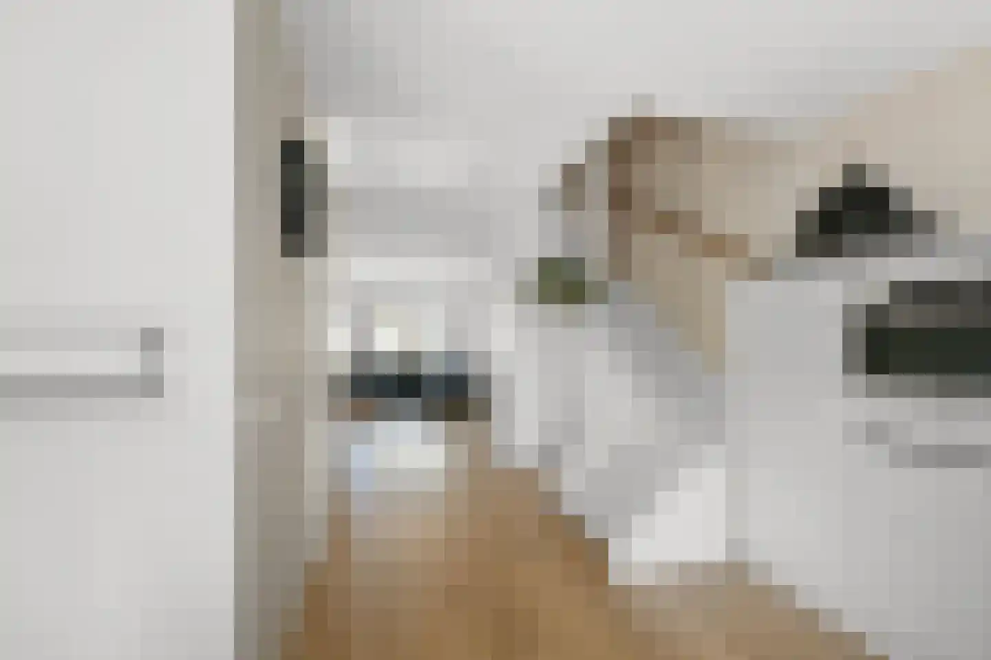 Pluimgraaf 10 Assendelft thumbnail 18