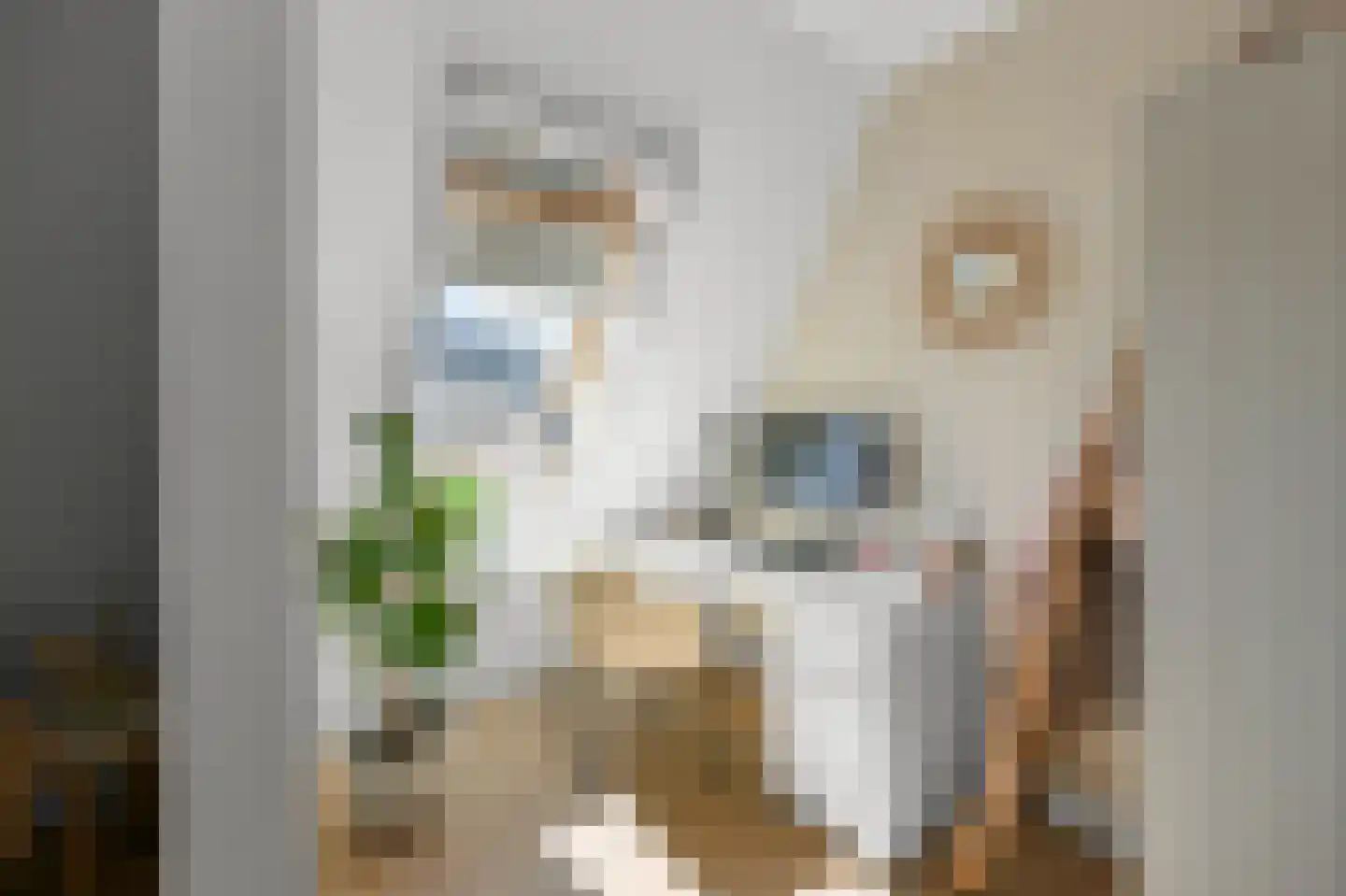Pluimgraaf 10 Assendelft thumbnail 43