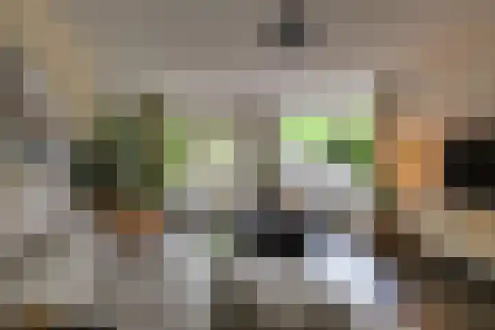 Pluimgras 1 Leiden thumbnail 8