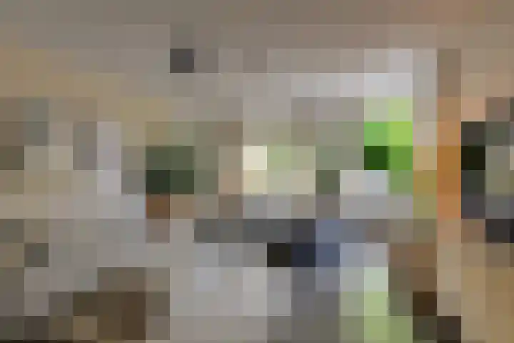 Pluimgras 1 Leiden thumbnail 9