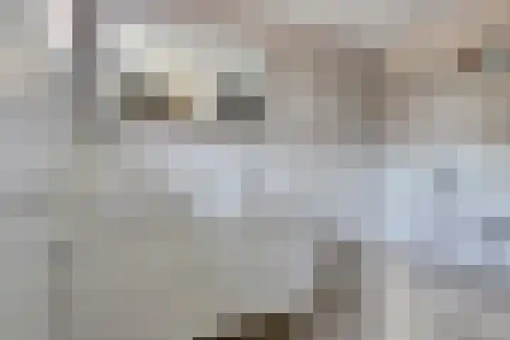 Pluimpot 12 Hansweert thumbnail 19