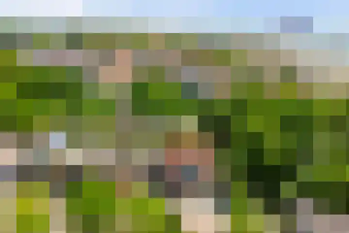 Pluimpot 12 Hansweert thumbnail 39