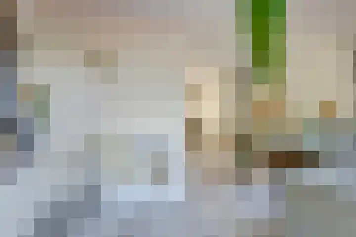 Pluimpot 12 Hansweert thumbnail 7