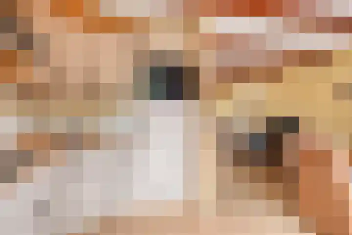 Pluimpot 14 Hansweert thumbnail 17